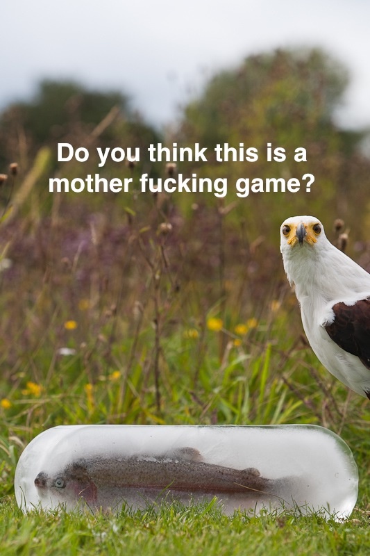 Do you think this a game?